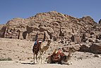 Camels in front of the tombs, Petra, Jordan.jpg