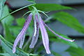 * Nomination Campanula 'Pink Octopus'. A relatively unknown Campanula.-- Famberhorst 18:17, 22 July 2013 (UTC) * Decline  Comment Needs resizing. --Gidip 14:36, 23 July 2013 (UTC)  Comment Question: what do you mean exactly? Crop?-- Famberhorst 15:22, 23 July 2013 (UTC)  Comment No, I mean reduce the resolution so it will look sharper. Gidip 19:12, 23 July 2013 (UTC)  Done Small correction. It is the original image with the focus on the long pistil between five narrow petals.-- Famberhorst 05:23, 24 July 2013 (UTC) Mostly out of focus. Mattbuck 18:32, 29 July 2013 (UTC)