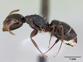 Camponotus vagulus