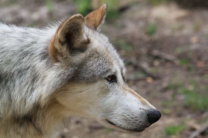 File:Canis lupus Kopf.JPG