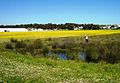 Cape Lowland Freshwater Wetlands in Cape Town 6.JPG