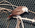 White-headed munia