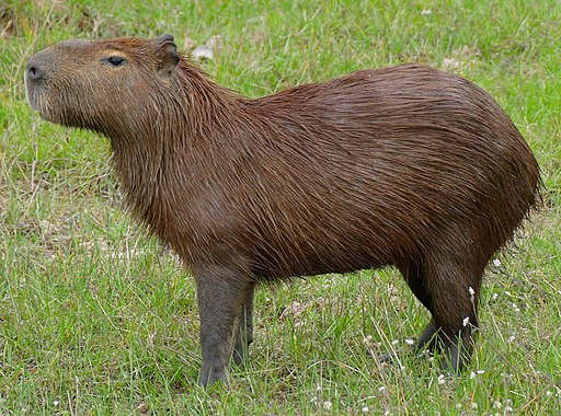 Capybara (Hydrochoerus hydrochaeris) (28482081964) (cropped)