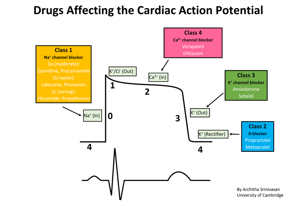 Cardiac action potential.png