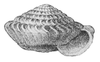 Careoradula perelegans shell.png