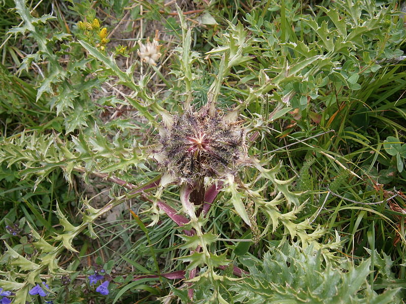 File:Carlina acaulis closed.jpg