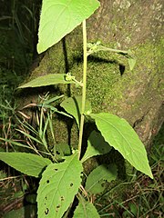 茎中部の葉は下部の葉より葉柄が短い。全体に軟毛が密生する。