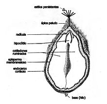 Castaña, corte longitudinal y anatomía.