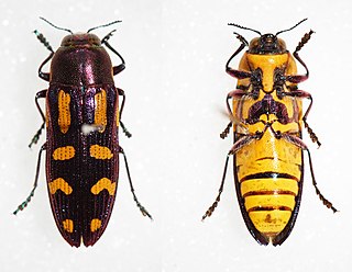 <i>Castiarina picta</i> Species of beetle