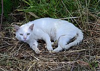 White cat