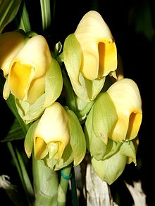 Catasetum macrocarpum Orchi 021.jpg