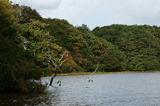 Catland Copse, Hampshire - geograph.org.uk - 3184798