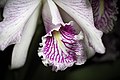 Cattleya maxima Labellum