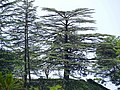 Mature trees in their natural habitat at Chail, Himachal Pradesh, India.