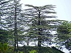 Cedrus deodara India16.jpg