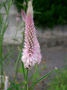 Helokukonharja (Celosia argentea)