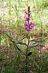 Cephalanthera rubra 02 Luxemburgo.jpg