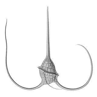 <i>Neoceratium tripos</i> Species of single-celled organism