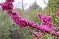 * Nomination Cercis chinensis flowers in Adler arboretum, Sochi, Russia. --Sergei Kazantsev 08:32, 10 May 2015 (UTC)) * Promotion  Support Good quality. --XRay 12:08, 10 May 2015 (UTC)