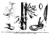 Ботаническа илюстрация от 1891 г.