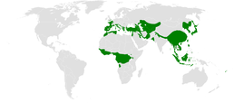 Мапа поширення родини