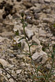 Français : Chaenorhinum minus Carrière de Saint-Maximin (Oise), France