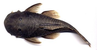 <i>Chaetostoma thomsoni</i> Species of fish