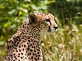 Acinonyx jubatus (A Cheetah)