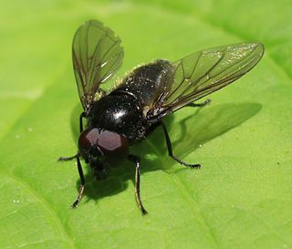 <i>Cheilosia vicina</i> Species of fly