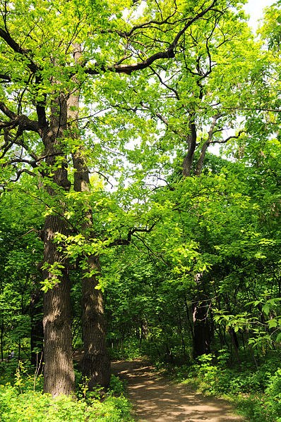 File:Cherkasy 1st Hospital Park 04.JPG