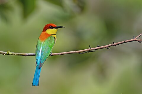 Chestnut-headed Bee-eater