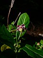 Chimaphila umbellata