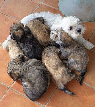 Breastfeeding Lhasa Apso puppies