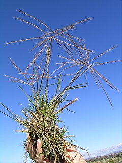 <i>Chloris truncata</i> Species of plant