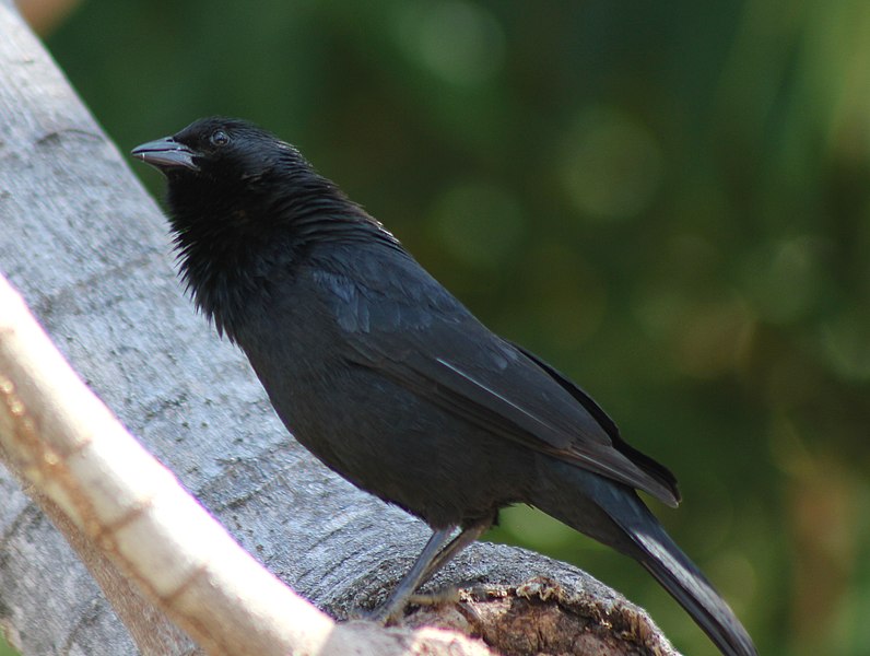 File:Chopi Blackbird or Passaro-preto or Grauna (Gnorimopsar chopi) (20927903692).jpg