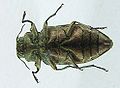 Chrysobothris affinis