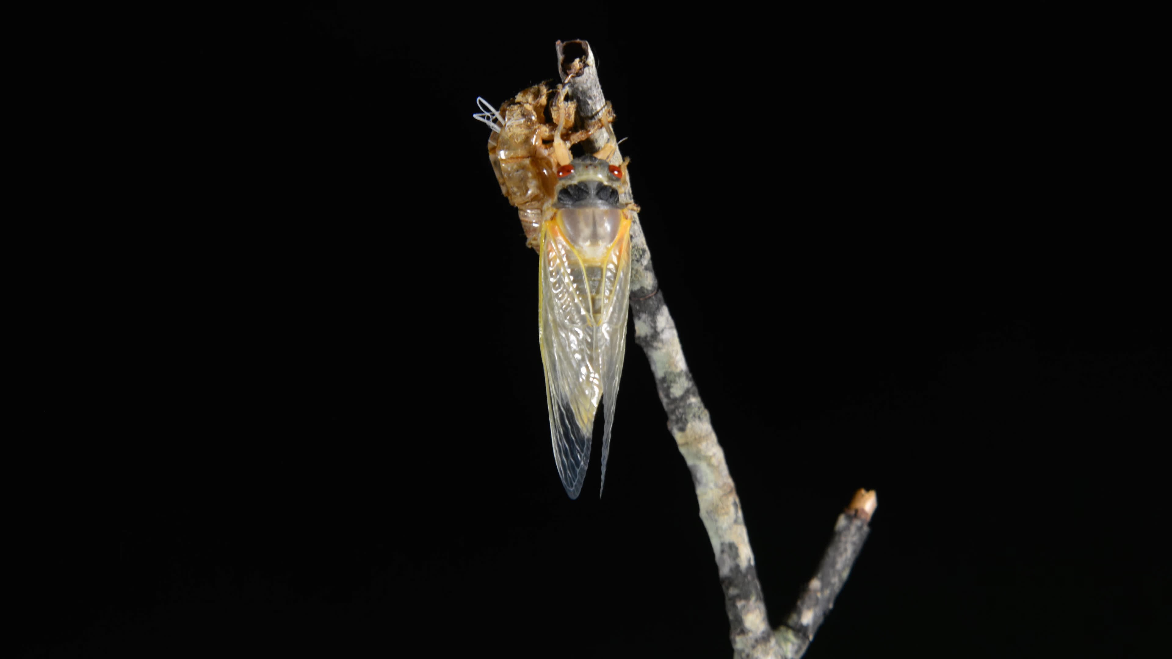 Getting to Know a Soil Creature - The Nematode - Oswego Lake Watershed  Council