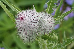 Cirsium edule, thistle