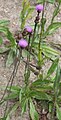 Cirsium pannonicum