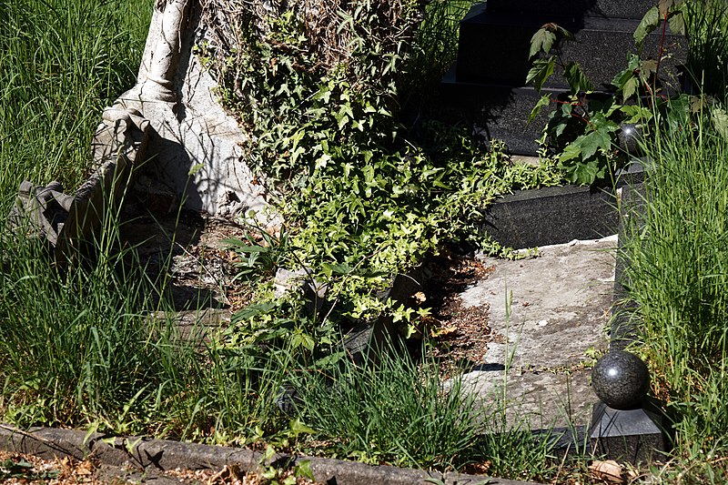 File:City of London Cemetery collapsed graves 1 darker.jpg