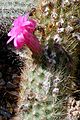 Cleistocactus icosagonus