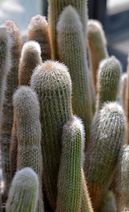 Cleistocactus strausii Cacti.JPG