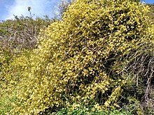 Clematis afoliata, larval host species. Clematis afoliata 163721576.jpg