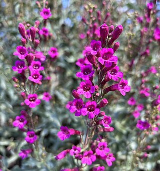 <i>Penstemon clevelandii</i> Species of flowering plant