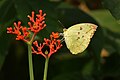 * Nomination Close Wing Nectaring of Catopsilia pomona (Fabricius, 1775) - Lemon Emigrant - Female -This image was uploaded as part of Wiki Loves Butterfly. --TAPAN1412 11:37, 17 December 2023 (UTC) * Promotion  Support Acceptable quality. --Plozessor 19:42, 21 December 2023 (UTC)