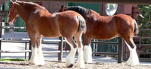 Clydesdales Clydesdales 1.jpg