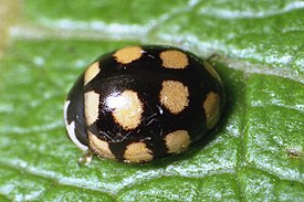 Коровка четырнадцатипятнистая (Coccinula quatuordecimpustulata)