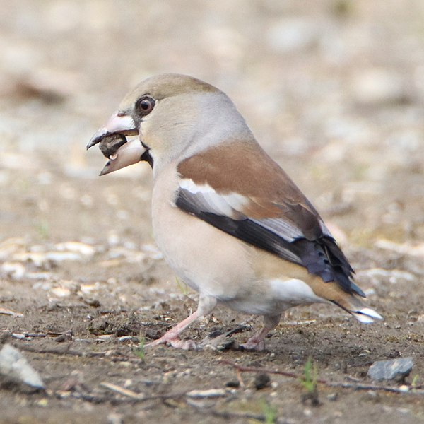 File:Coccothraustes coccothraustes eating fruits.jpg