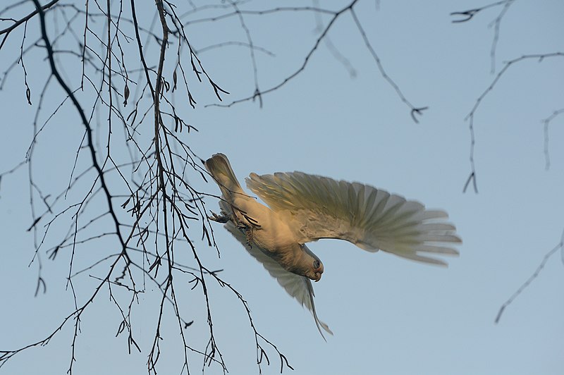 File:Cockatoo NSW.jpg