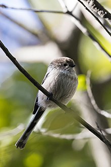 tit siculus cu coada lungă